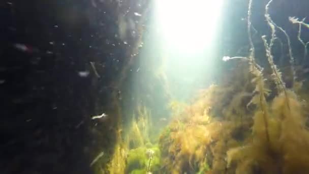 Algenblüte Cyanobakterien Kullaberg Schweden Beim Freitauchen Aus Dem Wasser Geschossen — Stockvideo