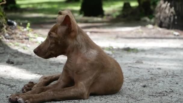 Pequeño Cachorro Isla Phillippines — Vídeos de Stock