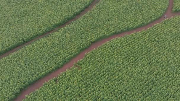 Volando Sobre Campo Girasol — Vídeos de Stock