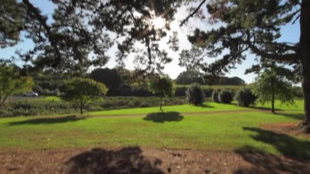 Tilt Wide Shot Park Showing Sun Rays Going Tree Branches — Stock Video