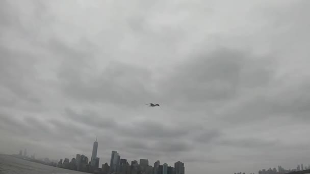 Gaviota Sobrevolando Bahía Nueva York — Vídeo de stock