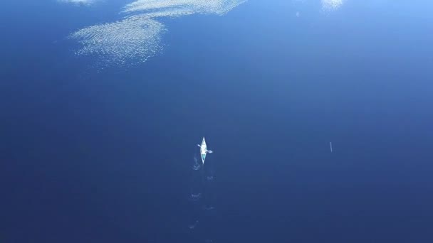 Hombre Remando Kayak Desde Arriba Aerial — Vídeo de stock