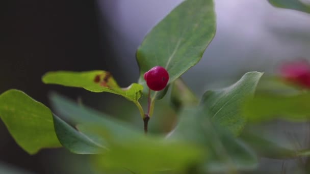 Est Une Courte Pince Une Petite Plante Baie Qui Une — Video