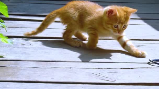 Söt Liten Röd Katt Leker Med Ett Snöre Träbro Slow — Stockvideo