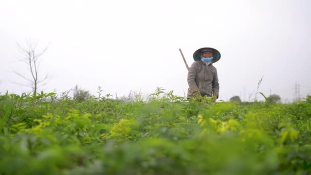 Traditionelle Asiatische Bäuerin Arbeitet Auf Dem Feld Gefilmt Auf Einem — Stockvideo