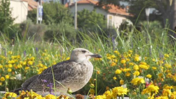 Eine Aufnahme Von Blumen Vordergrund Mit Einer Möwe Die Geht — Stockvideo