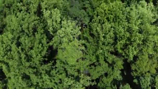 Drohne Von Aston Martin Db11 Fährt Durch Von Bäumen Bedeckte — Stockvideo