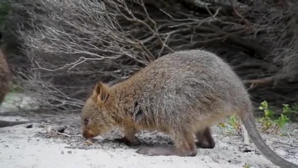 Niedliche Kleine Schnüffelnde Quokka Wallaby Auf Rottnest Island Westaustralien — Stockvideo