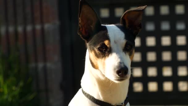 Beyaz Köpek Kameraya Bakıyor Güneşli Bir Öğleden Sonra Gülümsüyor — Stok video