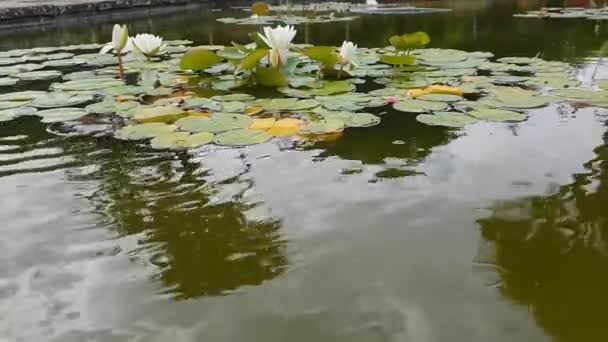 Estanque Peces Jardín Con Las Almohadillas Lirio Agua — Vídeos de Stock