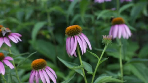 Blommor Och Humla Dagsljus — Stockvideo