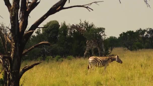 Jirafa Caminando Por Una Cebra Selva Africana — Vídeos de Stock