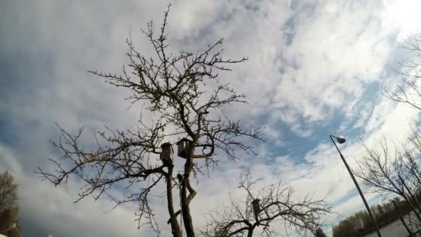 Nistkästen Auf Einem Baum Ohne Blätter Zeitraffer — Stockvideo