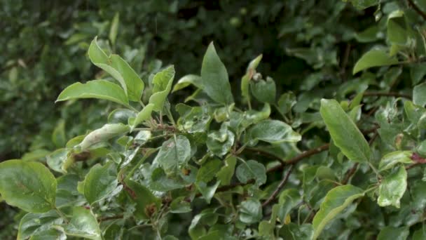 Regen Trifft Apfelbaumblätter — Stockvideo