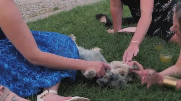 Mujeres Jugando Con Perro — Vídeos de Stock