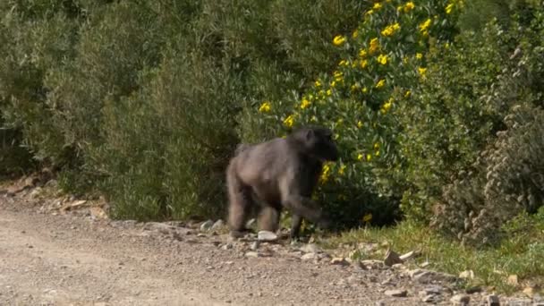 Babuino Macho Chacma Papio Ursinus Lado Camino Grava Recogiendo Flores — Vídeo de stock