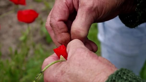 Old Woman Opening Small Poppy — Stock Video
