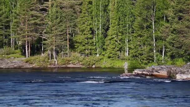 Hunter Pesca Rápidos Largo Del Río Suecia — Vídeos de Stock