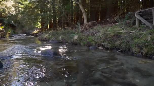 Nietknięty Potok Słodkowodnych Pstrągów Rotorua Nowa Zelandia Przepływający Przez Las — Wideo stockowe