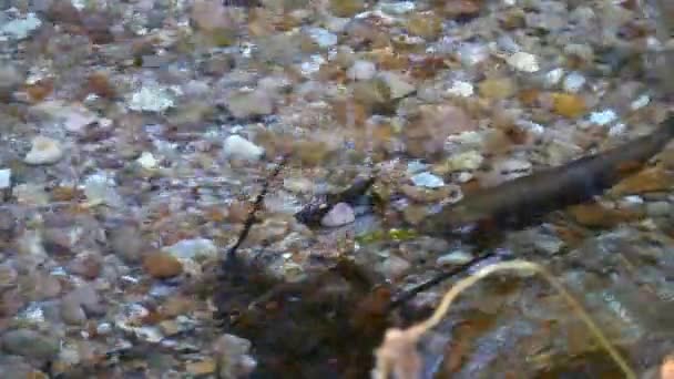 Large Rainbow Trout Clear Pristine Freshwater Stream Rotorua New Zealand — Stock Video