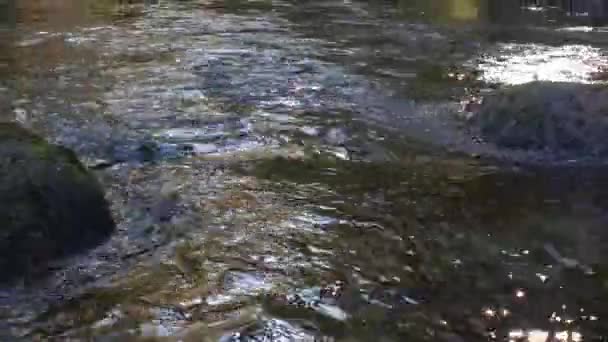 Arroyo Truchas Agua Dulce Rotorua Nueva Zelanda Que Fluye Través — Vídeo de stock