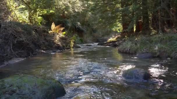 Ren Sötvattenöring Rotorua Nya Zeeland Som Rinner Genom Skog — Stockvideo