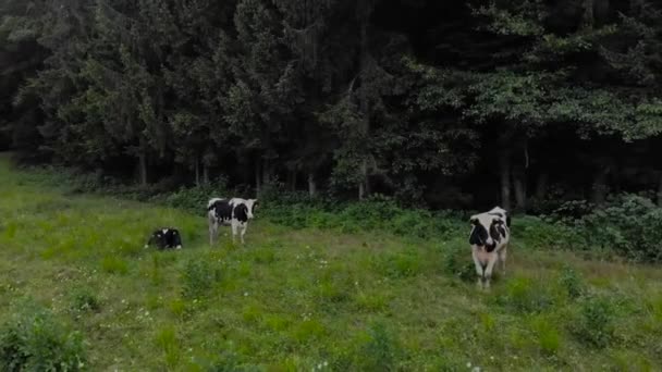 Trois Taureaux Dans Une Prairie Près Forêt Slovénie — Video