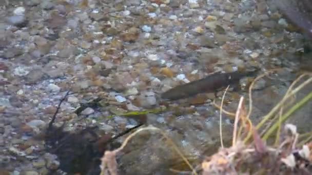 Grande Truite Arc Ciel Dans Ruisseau Eau Douce Limpide Rotorua — Video