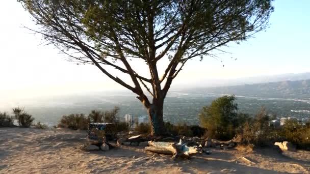 Πάνω Μέρος Του Δέντρου Σοφία Κοντά Στο Hollywood Sign Στο — Αρχείο Βίντεο