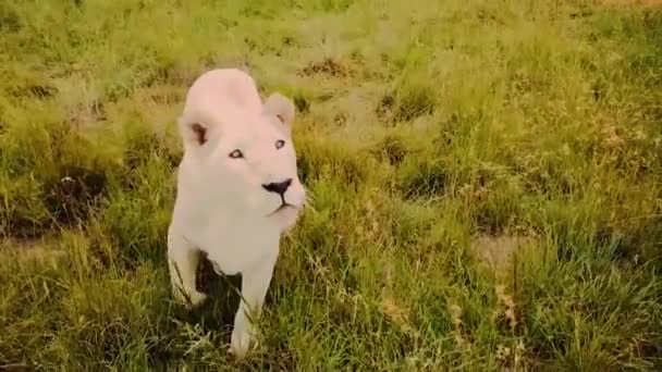 珍しい白い雌ライオンでアフリカの野生のカメラを見て — ストック動画