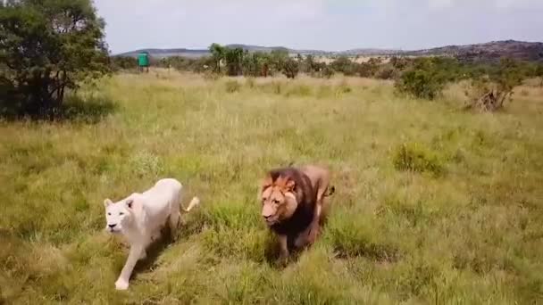 Samec lev a bílá lvice stalking v africké divoké