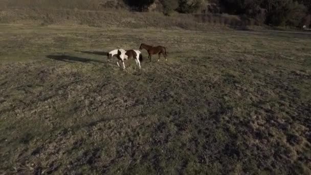 4頭の馬の放牧とオープングリーンフィールドで演奏の空中ショット — ストック動画