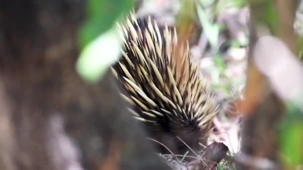 Utsatta Australiensiska Echidna Gräva Bakom Träd — Stockvideo