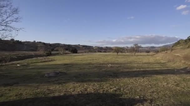 美丽的棕色和白色油漆马在绿地里吃草的空中景象 — 图库视频影像