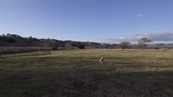 Vista Aérea Belo Cavalo Pintura Marrom Branco Pastando Campo Verde — Vídeo de Stock