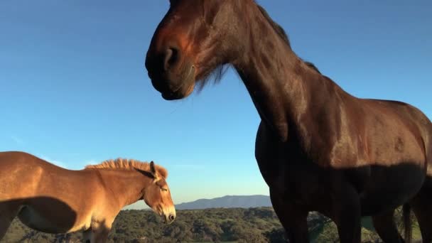 First Person Angle Multiple Horses Donkeys Mules Walking Camera California — Stock Video