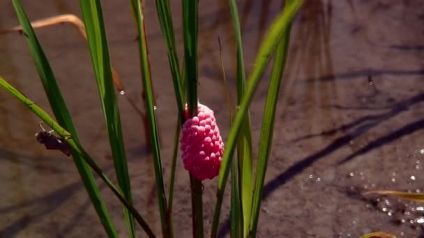 Ovos Concha Japoneses Talo Fábrica Arroz — Vídeo de Stock