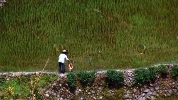 Een Persoon Oogst Groente Geteeld Zijwand Van Rijstterrassen Batad Ifugao — Stockvideo