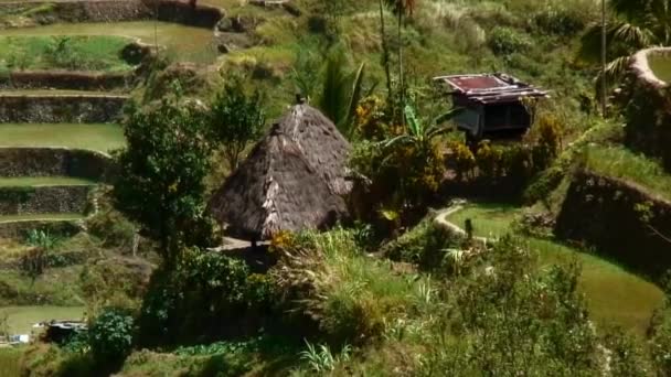 Des Cabanes Herbe Cogon Ont Été Construites Milieu Des Terrasses — Video