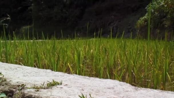 Del Batad Rice Terrasser Planterade Med Ris Bladen Svajar När — Stockvideo