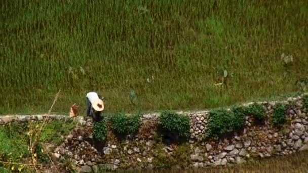 Une Personne Récolte Des Légumes Cultivés Sur Bord Sentier Promenade — Video