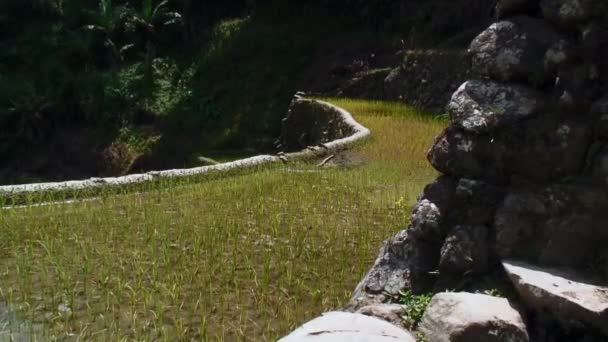 一段带有石墙和爬上上部台阶的巴达德水稻梯田的录像 — 图库视频影像