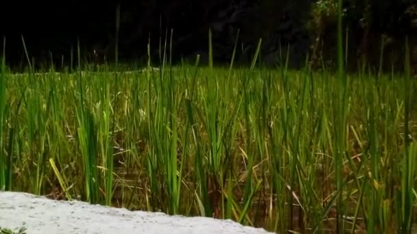 在一个阳光明媚的日子里 当慢风吹过稻田时 稻叶摇曳着 — 图库视频影像