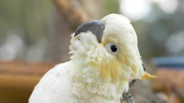 Närbild Svavel Crested Cockatoo Tippning Huvudet Bakåt Och Framåt Slow — Stockvideo