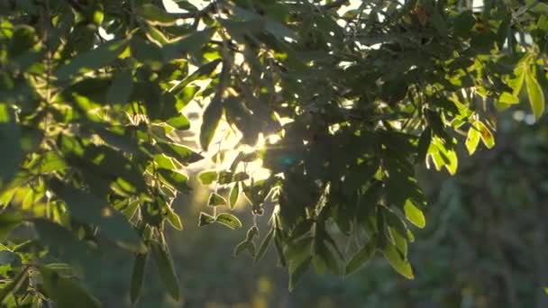 Sabah Güneş Işığı Afrika Yaprakların Arasında Yavaş Hareket — Stok video