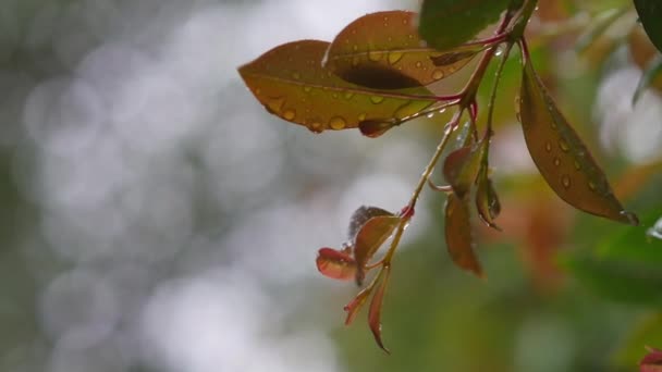 Lussureggianti Foglie Verdi Rosse Croccanti Nelle Giornate Piovose Ricoperte Gocce — Video Stock