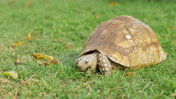 Tortoise Περπάτημα Και Ανοίγοντας Στόμα Του Για Πάρετε Μια Μπουκιά — Αρχείο Βίντεο