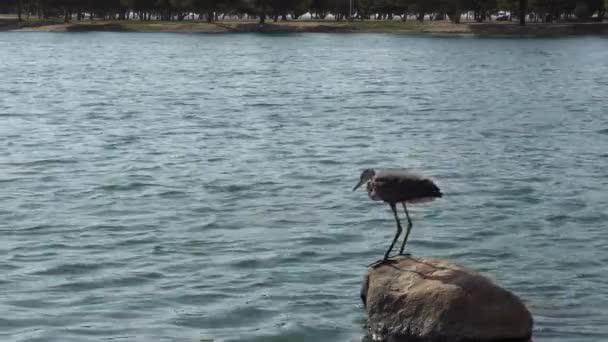 Gran Garza Azul Sentada Una Roca Rodeada Agua — Vídeos de Stock