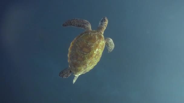 Избавление Зеленой Морской Черепахи — стоковое видео