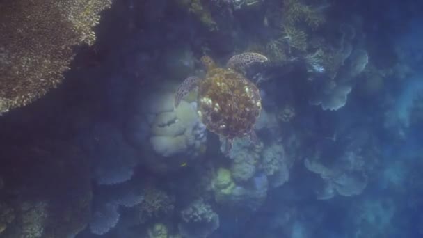 Tartaruga Marinha Verde Procura Espaço Para Descansar — Vídeo de Stock